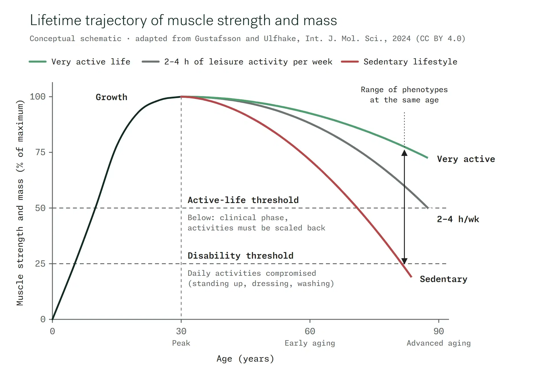 Schematic trajectory of muscle strength and mass under three lifestyles, with the active-life threshold and the disability threshold. Adapted from Gustafsson and Ulfhake, Int. J. Mol. Sci., 2024, CC BY 4.0 license.