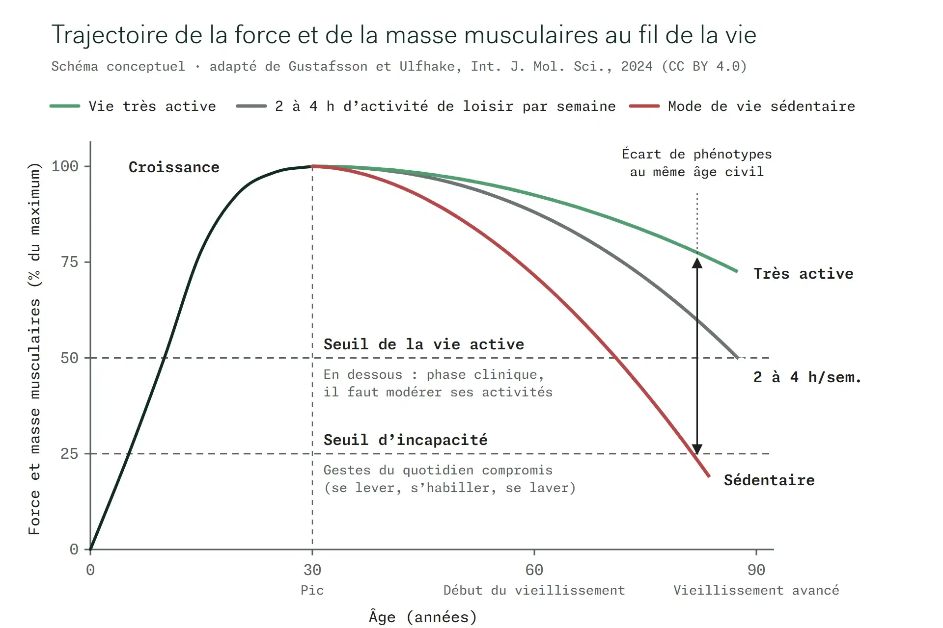 Trajectoire schématique de la force et de la masse musculaires selon trois modes de vie, avec le seuil de la vie active et le seuil d'incapacité. Adapté de Gustafsson et Ulfhake, Int. J. Mol. Sci., 2024, licence CC BY 4.0.
